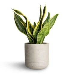 Sansevieria Trifasciata Futura Superba 32 Sansevieria Trifasciata Futura Superba -Plant Promotion Store Sansevieria trifasciata Futura Superba 12x35cm Charlie Plant Pot Grey Washed 15x15cm