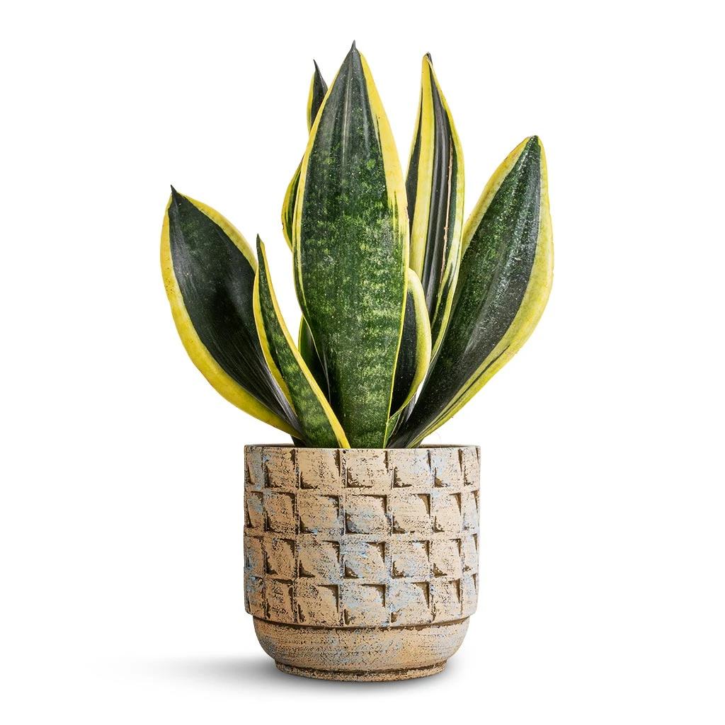 Sansevieria Trifasciata Futura Superba 8 Sansevieria Trifasciata Futura Superba - Image 6