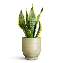 Sofia Plant Pot - Green 18 Sofia Plant Pot - Green -Plant Promotion Store Sansevieria trifasciata Futura Superba 12x35cm Sofia Pot Green 14x14cm 1