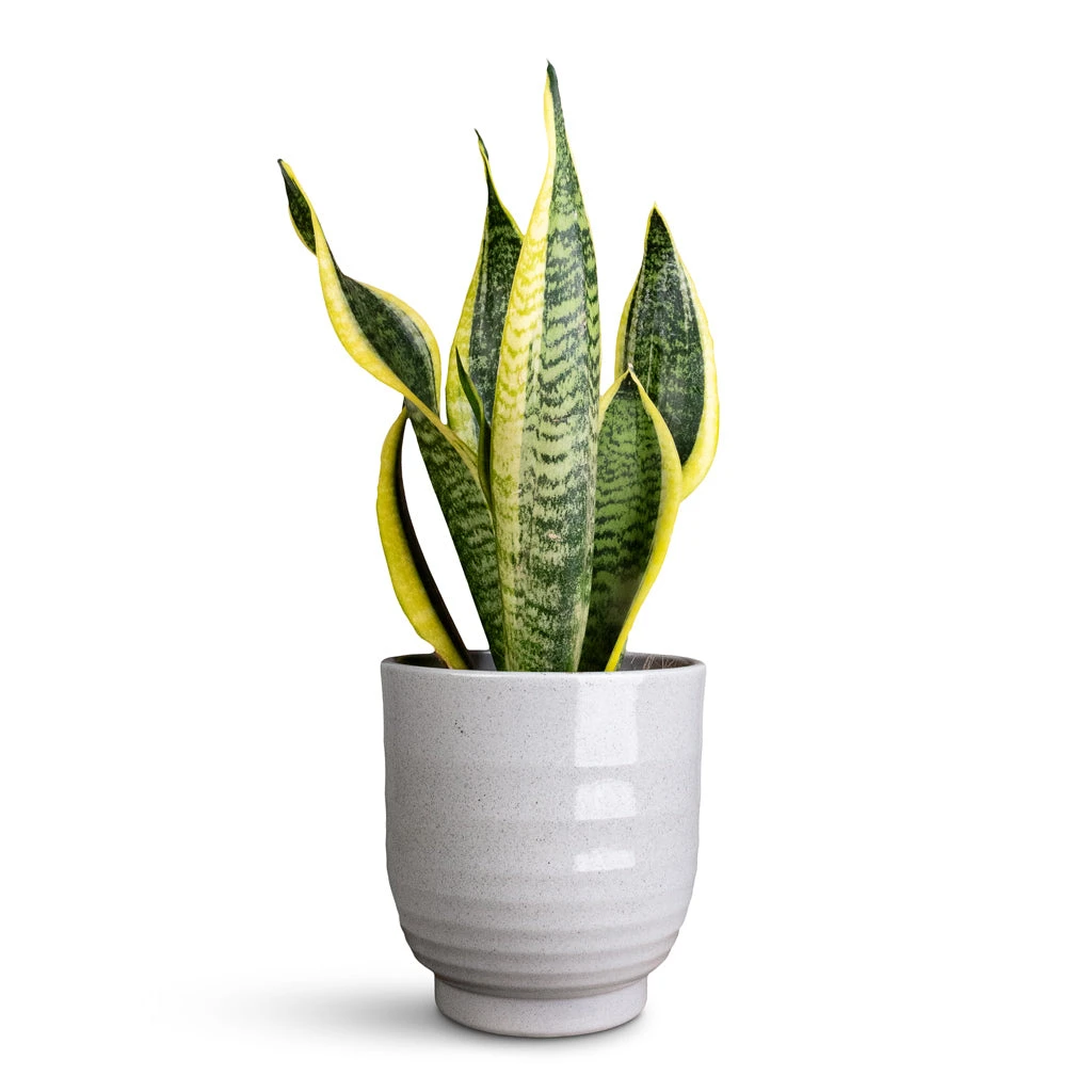 Sansevieria Trifasciata Futura Superba 21 Sansevieria Trifasciata Futura Superba - Image 19