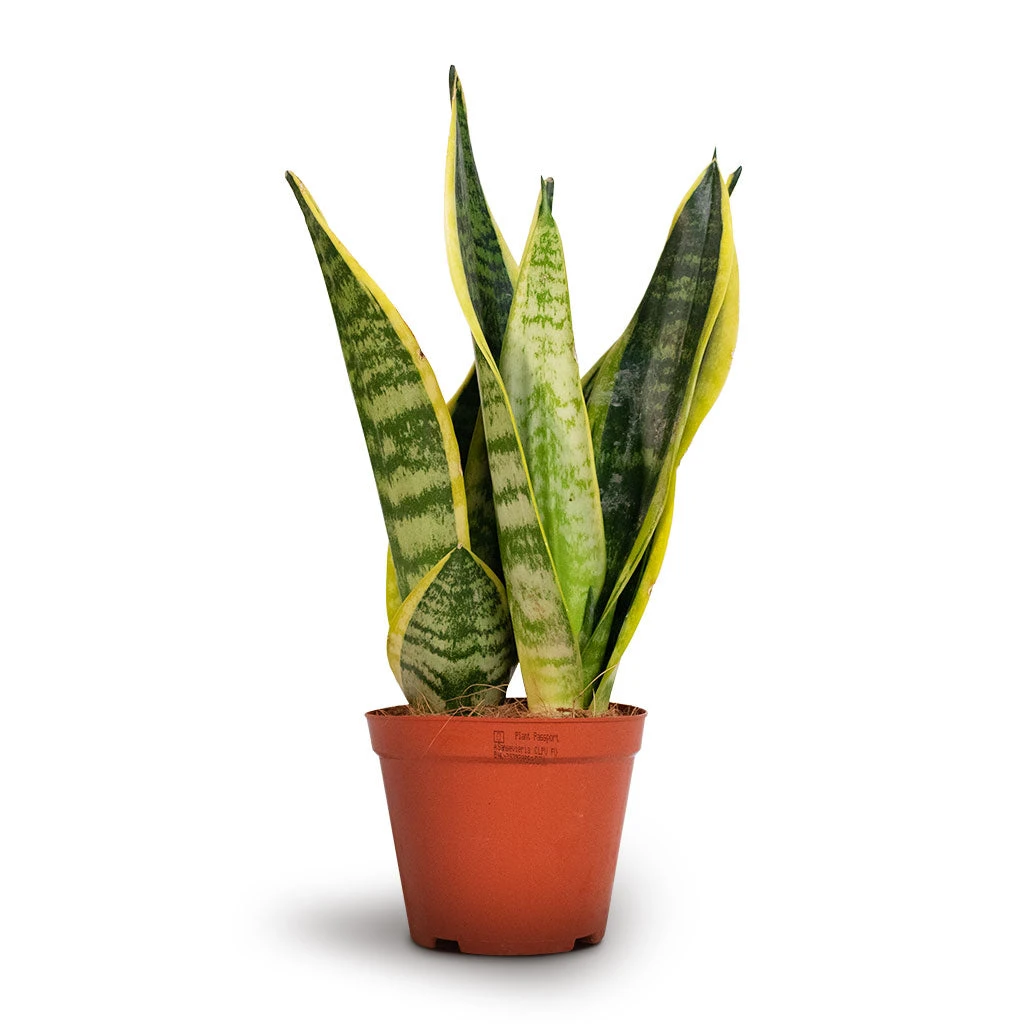 Sansevieria Trifasciata Futura Superba 10 Sansevieria Trifasciata Futura Superba - Image 8