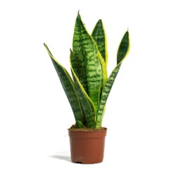 Sansevieria Trifasciata Futura Superba 34 Sansevieria Trifasciata Futura Superba -Plant Promotion Store Sansevieria trifasciata Futura Superba 9cm