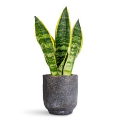 Sansevieria Trifasciata Futura Superba 28 Sansevieria Trifasciata Futura Superba -Plant Promotion Store Sansevieria trifasciata Futura Superba 9x30cm Dave Pot Earth 11x12cm