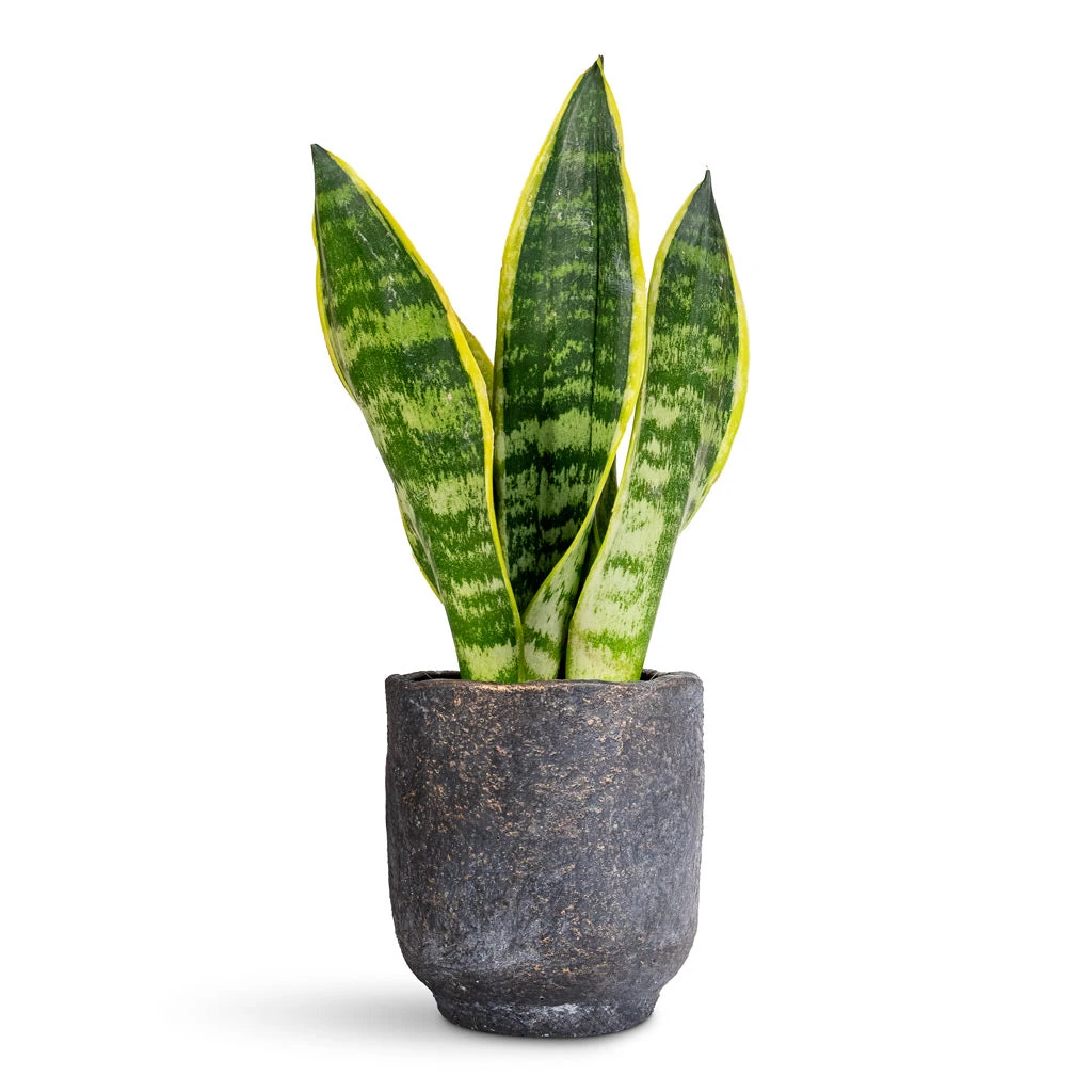 Sansevieria Trifasciata Futura Superba 9 Sansevieria Trifasciata Futura Superba - Image 7