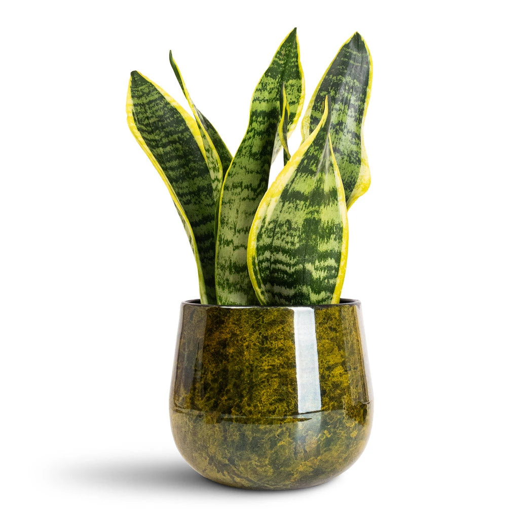 Sansevieria Trifasciata Futura Superba 19 Sansevieria Trifasciata Futura Superba - Image 17