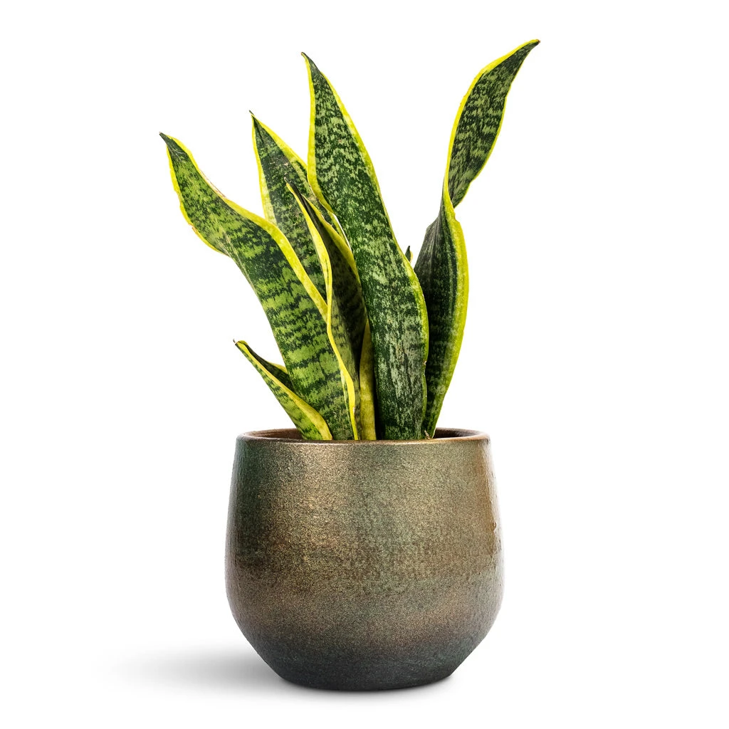 Sansevieria Trifasciata Futura Superba 12 Sansevieria Trifasciata Futura Superba - Image 10