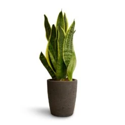 Sansevieria Trifasciata Futura Superba 36 Sansevieria Trifasciata Futura Superba -Plant Promotion Store Sansevieria trifasciata Futura Superba 9x30cm Gerben Plant Pot Black Washed 12x13cm 0d93085d b220 40c0 91c9 38c53378f64a