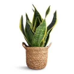Nelis Plant Basket - Natural 25 Nelis Plant Basket - Natural -Plant Promotion Store Sansevieria trifasciata Futura Superba 9x30cm Nelis Plant Basket Natural 13x12cm