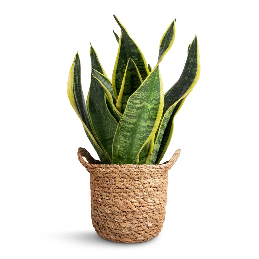 Sansevieria Trifasciata Futura Superba 6 Sansevieria Trifasciata Futura Superba - Image 4