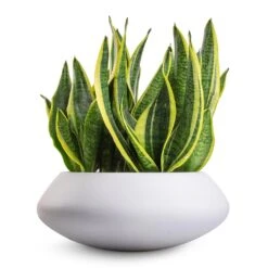 Sansevieria Trifasciata Futura Superba 24 Sansevieria Trifasciata Futura Superba -Plant Promotion Store Sansevieria trifasciata Futura Superba 9x30cm Tara Essentials Bowl Planter Matt White 31x12cm