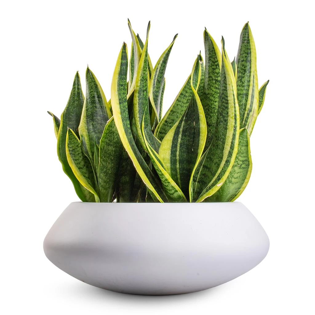 Tara Essentials Bowl Planter - Matt White 4 Tara Essentials Bowl Planter - Matt White - Image 2