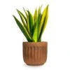 Sansevieria Trifasciata Golden Flame - Snake Plant 1 Sansevieria Trifasciata Golden Flame - Snake Plant -Plant Promotion Store Sansevieria trifasciata Golden Flame Snake Houseplant Plant Pot Duncan Rust 14x13cm