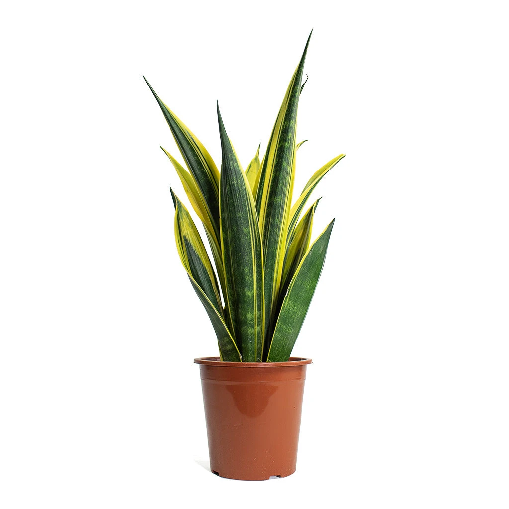 Sansevieria Trifasciata Golden Flame - Snake Plant 6 Sansevieria Trifasciata Golden Flame - Snake Plant - Image 4