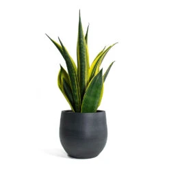 Sansevieria Trifasciata Golden Flame - Snake Plant 10 Sansevieria Trifasciata Golden Flame - Snake Plant -Plant Promotion Store Sansevieria trifasciata Golden Flame Snake Plant Esra Plant Pot Graphite