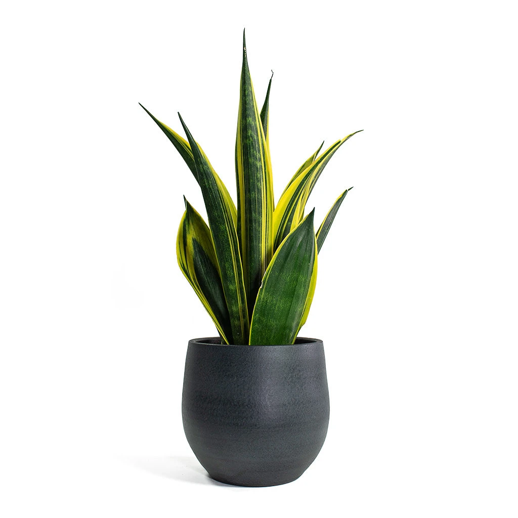 Sansevieria Trifasciata Golden Flame - Snake Plant 5 Sansevieria Trifasciata Golden Flame - Snake Plant - Image 3
