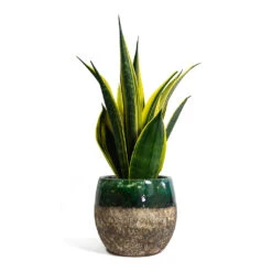 Sansevieria Trifasciata Golden Flame - Snake Plant 12 Sansevieria Trifasciata Golden Flame - Snake Plant -Plant Promotion Store Sansevieria trifasciata Golden Flame Snake Plant Lindy Plant Pot Black Green