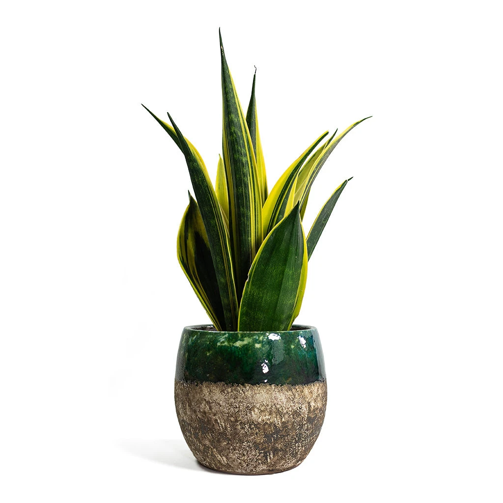 Lindy Plant Pot - Black Green 21 Lindy Plant Pot - Black Green - Image 19