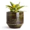 Sansevieria Trifasciata Golden Hahnii - Birds Nest Snake Plant 1 Sansevieria Trifasciata Golden Hahnii - Birds Nest Snake Plant -Plant Promotion Store Sansevieria trifasciata Golden Hahnii 12x20cm Sanna Pot Moss Green 15x13cm