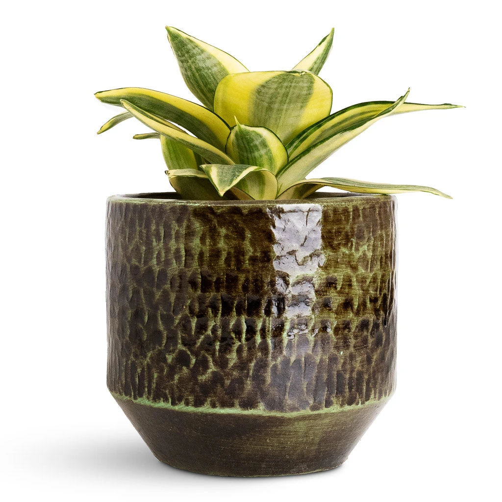 Sansevieria Trifasciata Golden Hahnii - Birds Nest Snake Plant 3 Sansevieria Trifasciata Golden Hahnii - Birds Nest Snake Plant