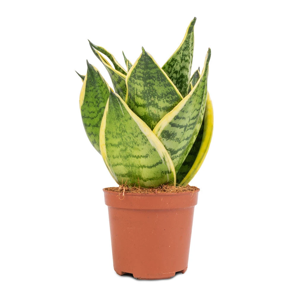 Sansevieria Trifasciata Golden Hahnii - Birds Nest Snake Plant 6 Sansevieria Trifasciata Golden Hahnii - Birds Nest Snake Plant - Image 4