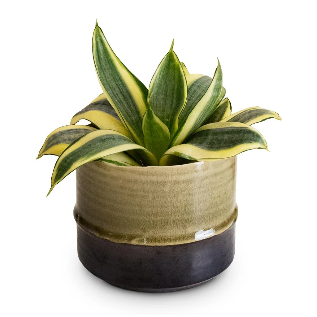 Sansevieria Trifasciata Golden Hahnii - Birds Nest Snake Plant 4 Sansevieria Trifasciata Golden Hahnii - Birds Nest Snake Plant - Image 2