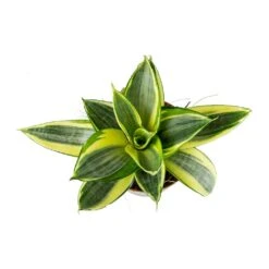 Sansevieria Trifasciata Golden Hahnii - Birds Nest Snake Plant 10 Sansevieria Trifasciata Golden Hahnii - Birds Nest Snake Plant -Plant Promotion Store Sansevieria trifasciata Golden Hahnii Birds Nest Snake Plant Leaves