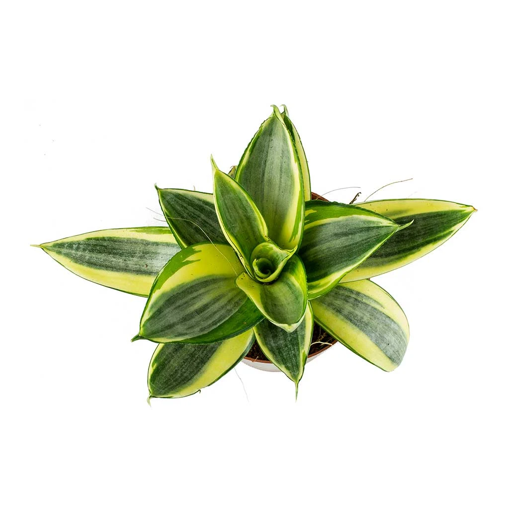 Sansevieria Trifasciata Golden Hahnii - Birds Nest Snake Plant 5 Sansevieria Trifasciata Golden Hahnii - Birds Nest Snake Plant - Image 3