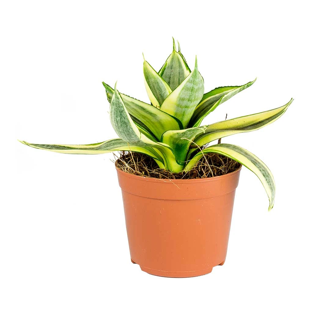 Sansevieria Trifasciata Golden Hahnii - Birds Nest Snake Plant 7 Sansevieria Trifasciata Golden Hahnii - Birds Nest Snake Plant - Image 5