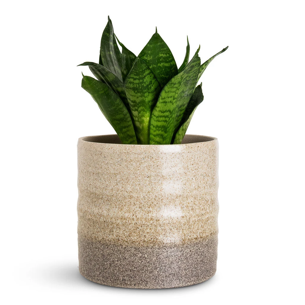 Sansevieria Trifasciata Hahnii - Birds Nest Snake Plant 5 Sansevieria Trifasciata Hahnii - Birds Nest Snake Plant - Image 3
