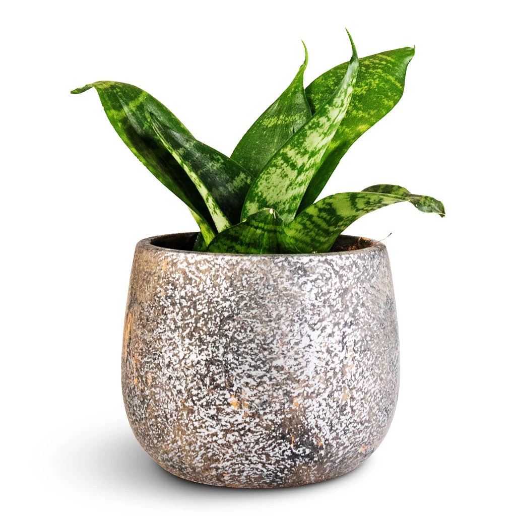 Jules Plant Pot - Smoked Earth 10 Jules Plant Pot - Smoked Earth - Image 8