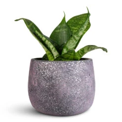 Jules Plant Pot - Shiny Purple 14 Jules Plant Pot - Shiny Purple -Plant Promotion Store Sansevieria trifasciata Hahnii 9x20cm Jules Pot Shiny Purple 12x9cm