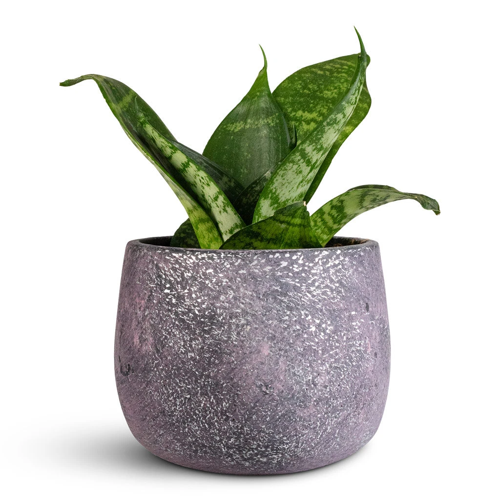 Jules Plant Pot - Shiny Purple 7 Jules Plant Pot - Shiny Purple - Image 5