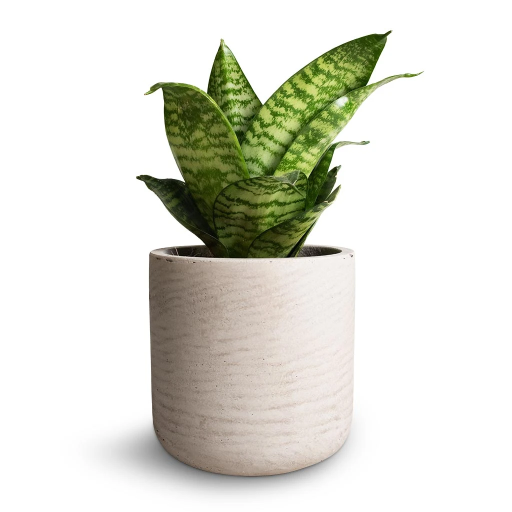 Sansevieria Trifasciata Hahnii - Birds Nest Snake Plant 12 Sansevieria Trifasciata Hahnii - Birds Nest Snake Plant - Image 10