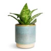 Sansevieria Trifasciata Hahnii - Birds Nest Snake Plant -Plant Promotion Store Sansevieria trifasciata Hahnii Birds Nest Snake Plant 12x25cm Copenhagen Plant Pot Aqua 13.5x14cm 630bd4c1 d828 443b 84db 9c8b6163b557