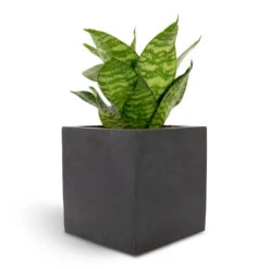 Fleur Natural Planter - Black -Plant Promotion Store Sansevieria trifasciata Hahnii Birds Nest Snake Plant 12x25cm Fleur Natural Planter Black 15x15x15cm f82d6bfd 94b9 4c77 b136 c1b762ad1b8c