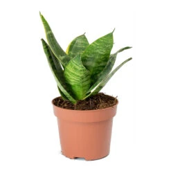 Sansevieria Trifasciata Hahnii - Birds Nest Snake Plant 25 Sansevieria Trifasciata Hahnii - Birds Nest Snake Plant -Plant Promotion Store Sansevieria trifasciata Hahnii Birds Nest Snake Plant