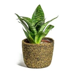 Sansevieria Trifasciata Hahnii - Birds Nest Snake Plant 26 Sansevieria Trifasciata Hahnii - Birds Nest Snake Plant -Plant Promotion Store Sansevieria trifasciata Hahnii Birds Nest Snake Plant Maartje Plant Baskets Set of 5 Camel