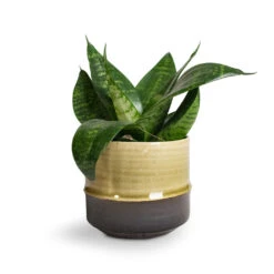 Sansevieria Trifasciata Hahnii - Birds Nest Snake Plant 23 Sansevieria Trifasciata Hahnii - Birds Nest Snake Plant -Plant Promotion Store Sansevieria trifasciata Hahnii Birds Nest Snake Plant Marlijn Plant Pot Thyme