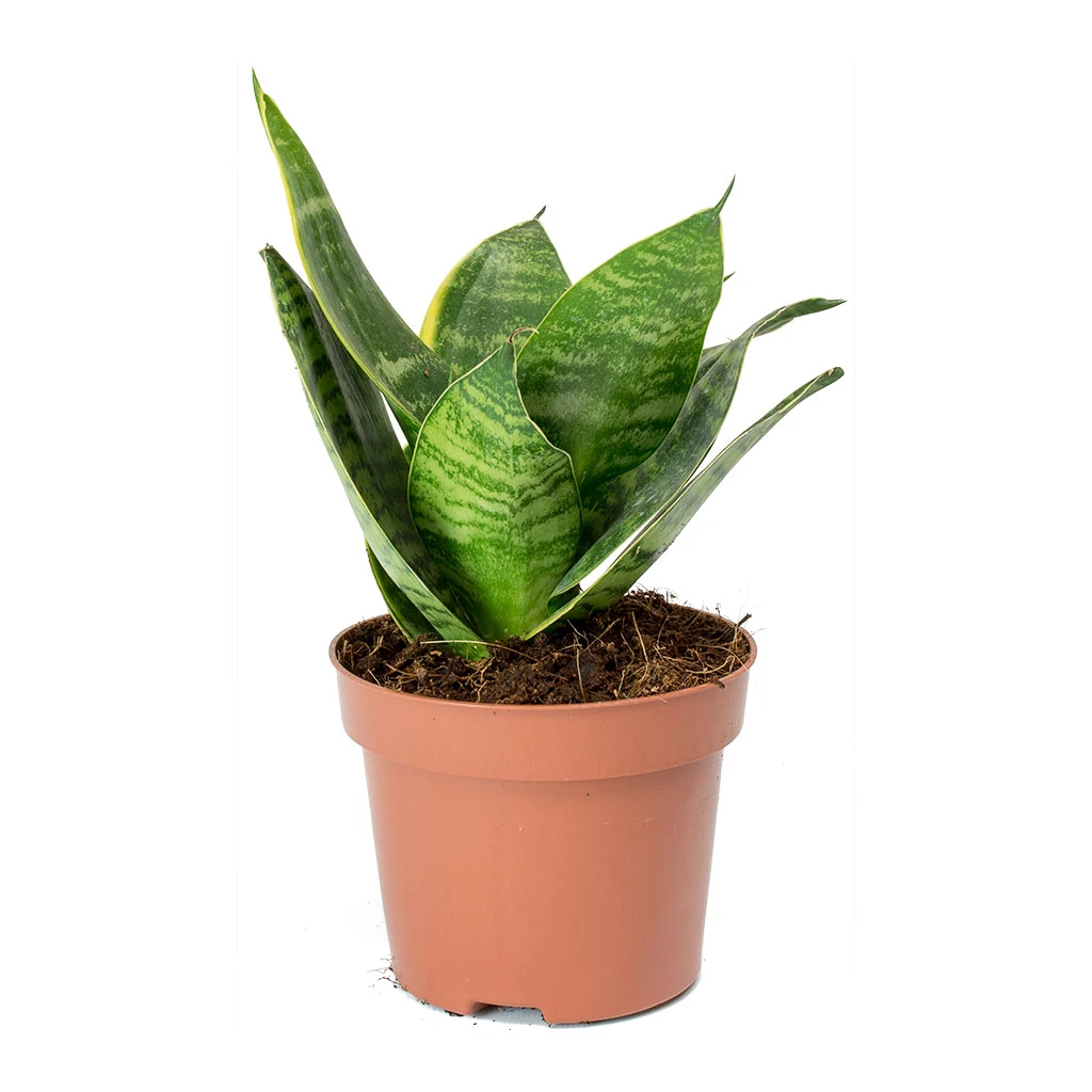Sansevieria Trifasciata Hahnii - Birds Nest Snake Plant 13 Sansevieria Trifasciata Hahnii - Birds Nest Snake Plant - Image 11