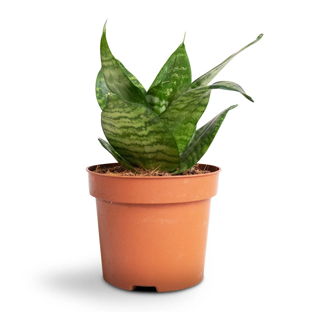 Sansevieria Trifasciata Hahnii - Birds Nest Snake Plant 7 Sansevieria Trifasciata Hahnii - Birds Nest Snake Plant - Image 5