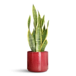 Chevron Plant Pot - Ruby 11 Chevron Plant Pot - Ruby -Plant Promotion Store Sansevieria trifasciata Laurentii 14x50cm Chevron Pot Ruby 19x17cm