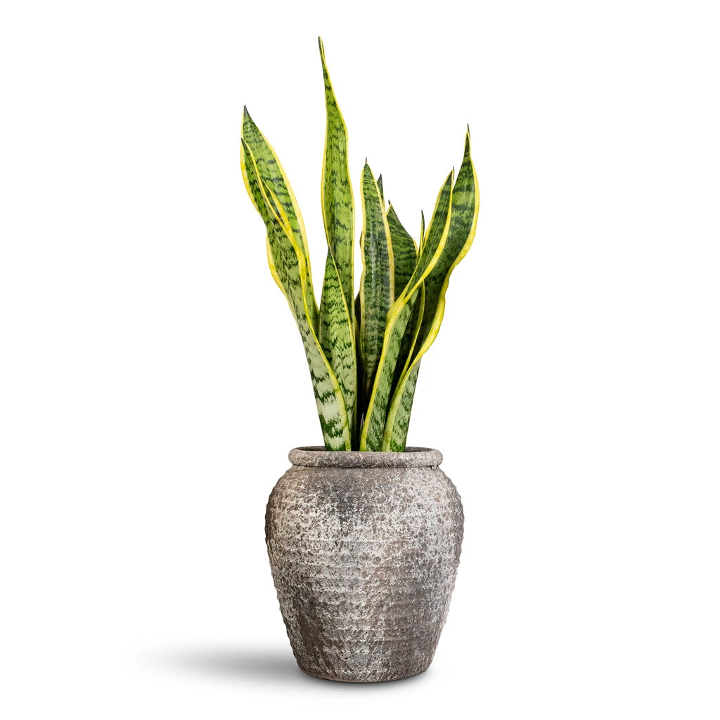 Honeypot Planter - Rustic Grey 7 Honeypot Planter - Rustic Grey - Image 5