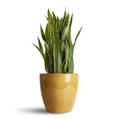 Sven Plant Pot - Mustard 12 Sven Plant Pot - Mustard -Plant Promotion Store Sansevieria trifasciata Laurentii 30x90cm Sven Pot Mustard 33x28cm 1