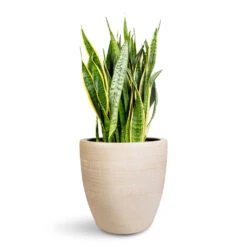 Sansevieria Trifasciata Laurentii - Variegated Snake Plant 33 Sansevieria Trifasciata Laurentii - Variegated Snake Plant -Plant Promotion Store Sansevieria trifasciata Laurentii 30x90cm Toulouse Planter Natural 42x39cm