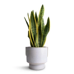 Sansevieria Trifasciata Laurentii - Variegated Snake Plant 26 Sansevieria Trifasciata Laurentii - Variegated Snake Plant -Plant Promotion Store Sansevieria trifasciata Laurentii Variegated Snake Plant 14x50cm Aries Handles Plant Pot White 19x20cm