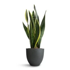 Coral Refined Planter - Pine Green -Plant Promotion Store Sansevieria trifasciata Laurentii Variegated Snake Plant 15x45cm Coral Refined Planter Pine Green 18x15cm 5bc3aa23 9893 4ee9 9113 75544579acf3