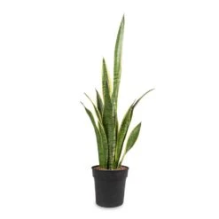 Sansevieria Trifasciata Laurentii - Variegated Snake Plant 36 Sansevieria Trifasciata Laurentii - Variegated Snake Plant -Plant Promotion Store Sansevieria trifasciata Laurentii Variegated Snake Plant 16x60cm