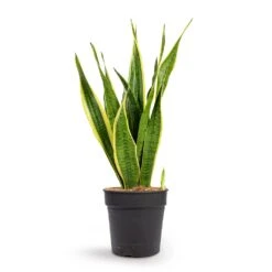 Sansevieria Trifasciata Laurentii - Variegated Snake Plant 38 Sansevieria Trifasciata Laurentii - Variegated Snake Plant -Plant Promotion Store Sansevieria trifasciata Laurentii Variegated Snake Plant 21x70cm