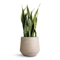 Dune Darcy Planter - Oat 17 Dune Darcy Planter - Oat -Plant Promotion Store Sansevieria trifasciata Laurentii Variegated Snake Plant 21x70cm Dune Darcy Planter Oat 30x26cm