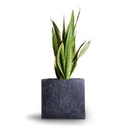 Raindrop Cube Planter - Anthracite 17 Raindrop Cube Planter - Anthracite -Plant Promotion Store Sansevieria trifasciata Laurentii Variegated Snake Plant 21x70cm Raindrop Cube Planter Anthracite 30x30x27cm